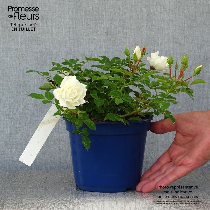 Exemplar von Rosa Schneeflocke (Opalia) - Rambler-Rose Topf mit 2L/3L wie im Sommer geliefert