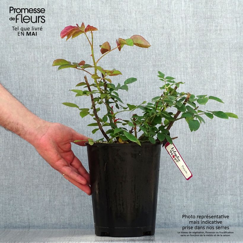 Exemplar von Rosa Purple Voluptia - Bodendecker-Rose Topf mit 4L/5L wie im Frühjahr geliefert
