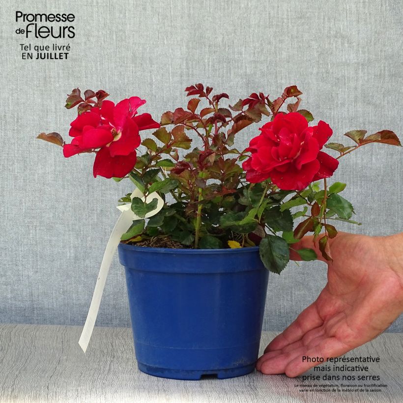 Exemplar von Rosa Vesuvia - Bodendecker-Rose Topf mit 2L/3L wie im Sommer geliefert