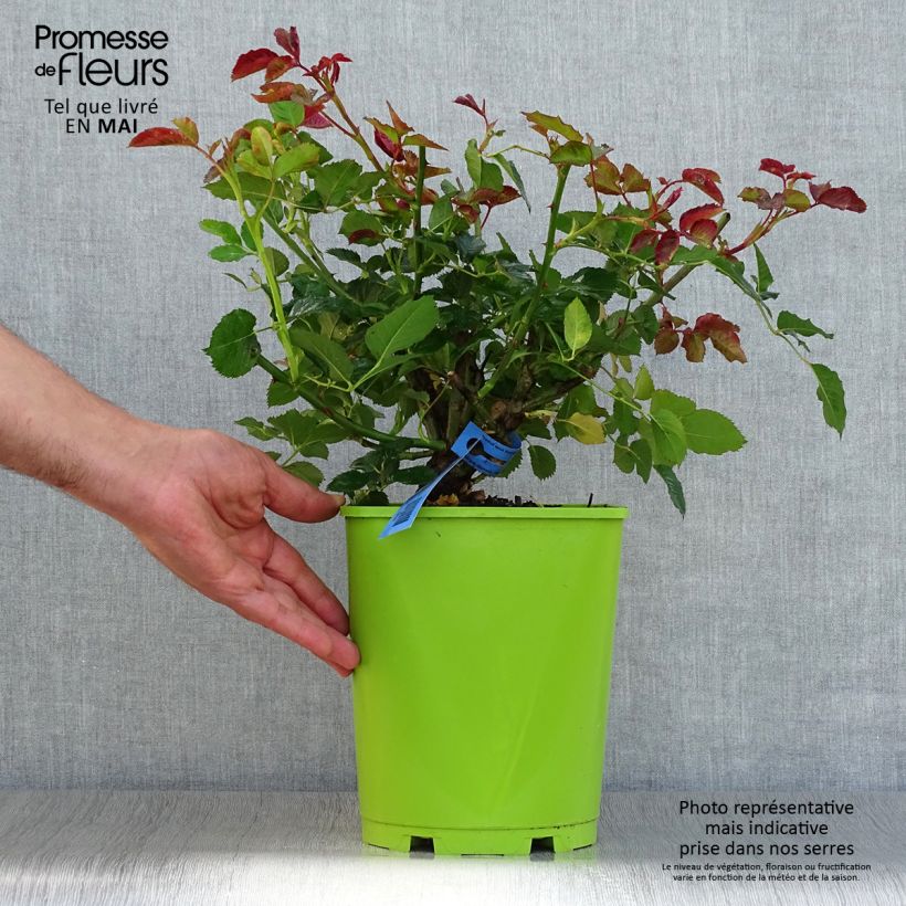 Exemplar von Rosa Generosa Agnès Schilliger - Guillot Rose Topf mit 4L/5L wie im Frühjahr geliefert