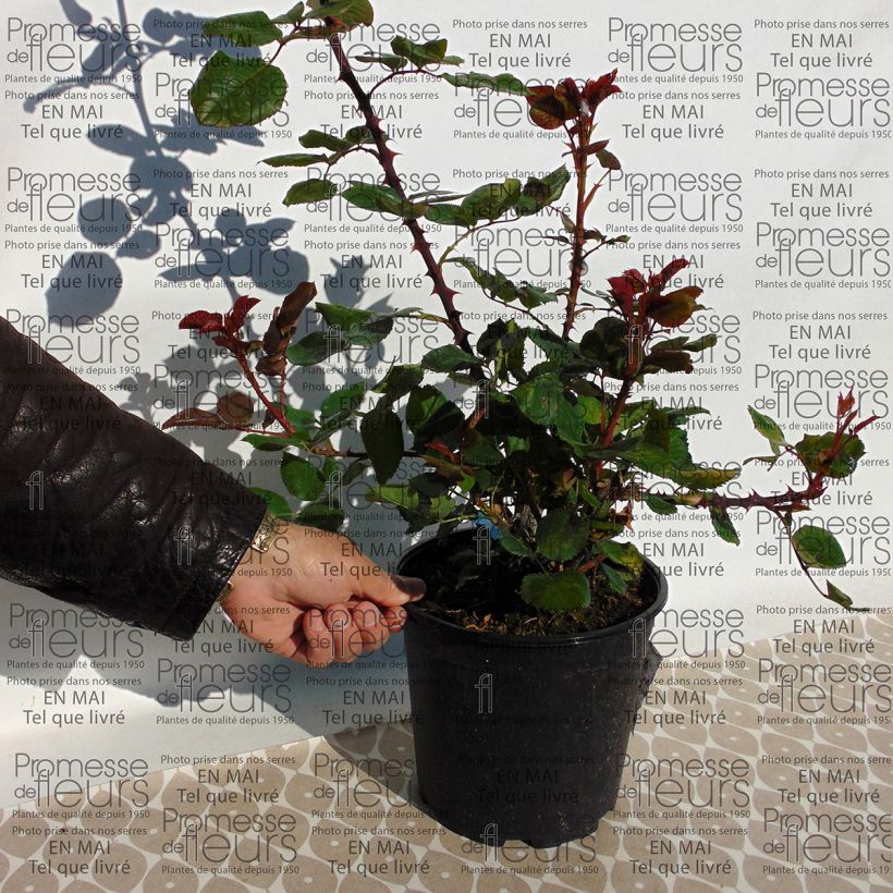 Beispiel eines Exemplars von Rosa Generosa Amandine Chanel - Guillot Rose Topf mit 4L/5L wie geliefert
