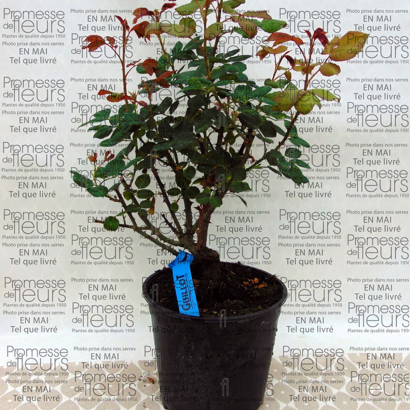Beispiel eines Exemplars von Rosa Generosa Elodie Gossuin - Guillot Rose Topf mit 4L/5L wie geliefert