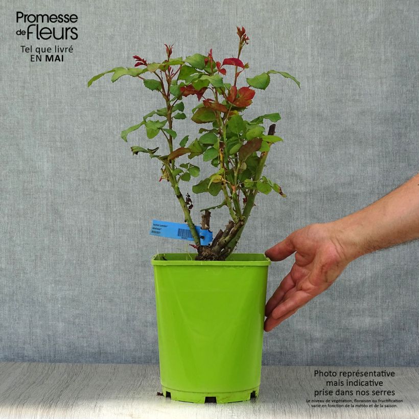 Exemplar von Rosa Generosa Institut Lumière - Guillot Rose Topf mit 4L/5L wie im Frühjahr geliefert