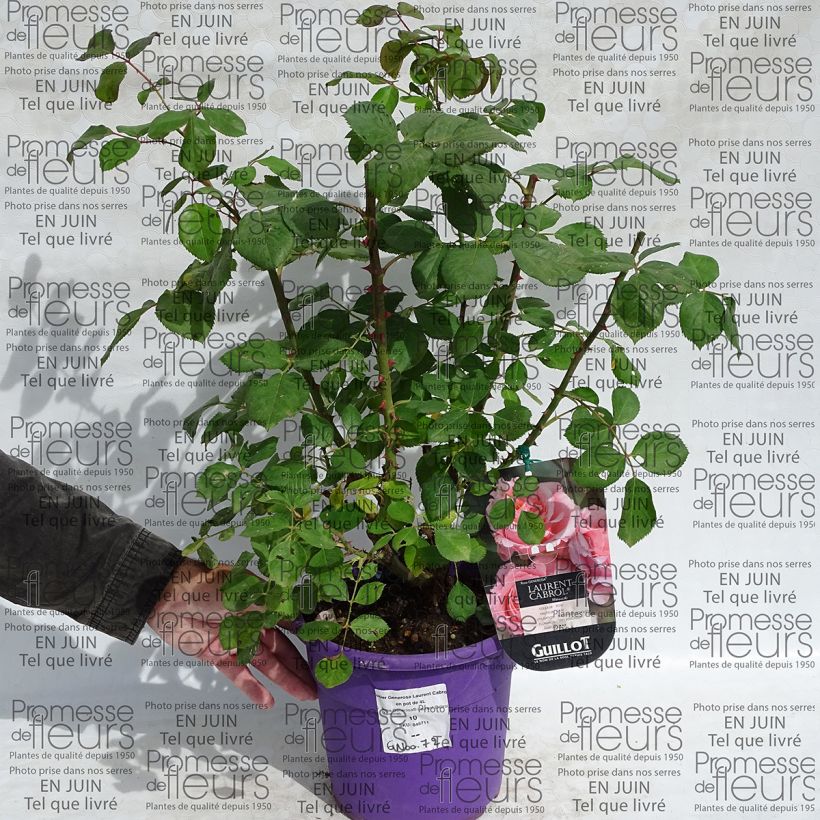 Beispiel eines Exemplars von Rosa Generosa Laurent Cabrol - Guillot Rose Topf mit 4L/5L wie geliefert