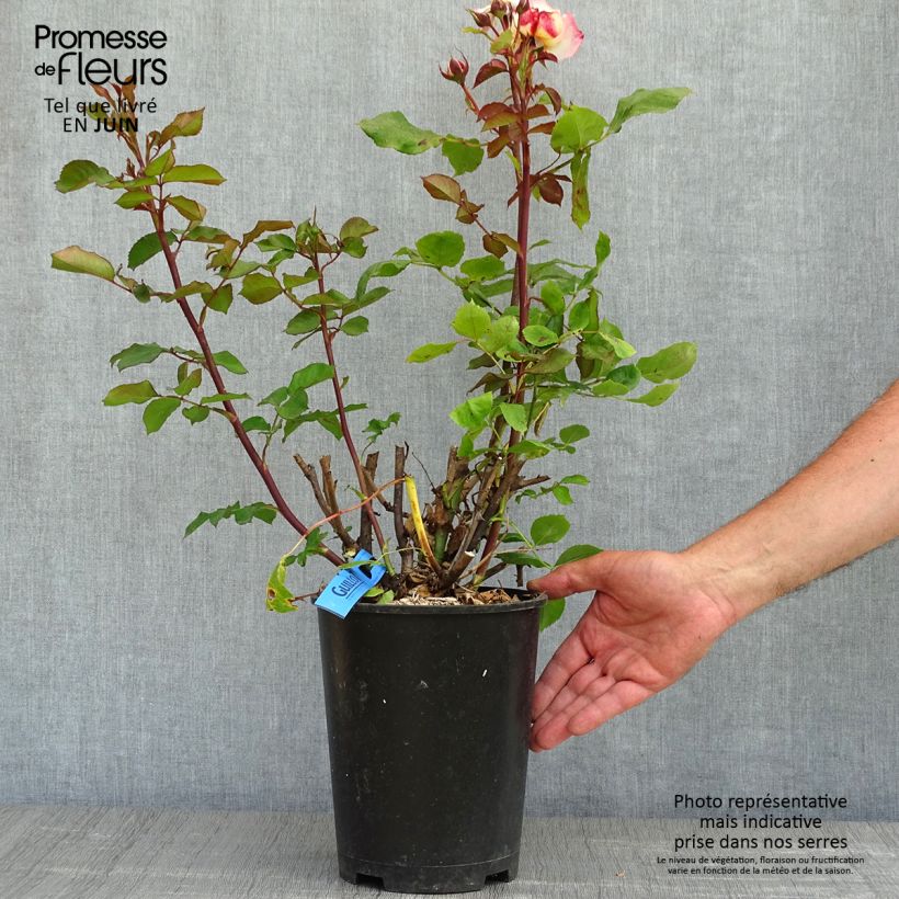 Exemplar von Rosa Generosa Laurent Voulzy - Guillot Rose Topf mit 4L/5L wie im Frühjahr geliefert
