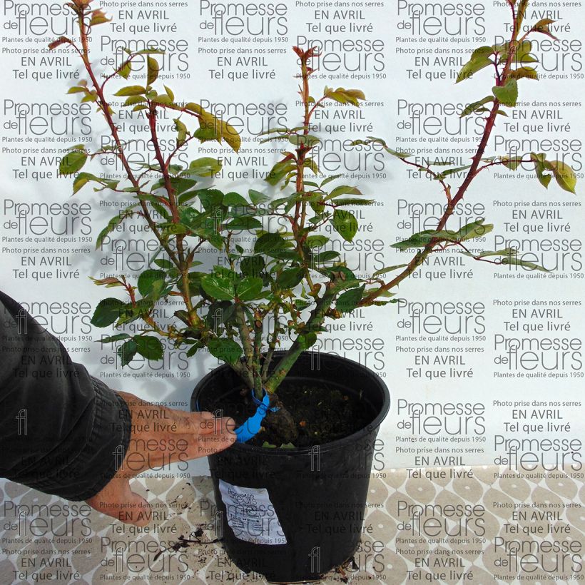 Beispiel eines Exemplars von Rosa Generosa Martine Guillot - Guillot Rose Topf mit 4L/5L wie geliefert