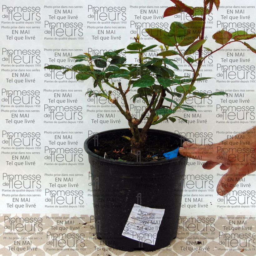 Beispiel eines Exemplars von Rosa Generosa Michel Jonasz - Guillot Rose Topf mit 4L/5L wie geliefert