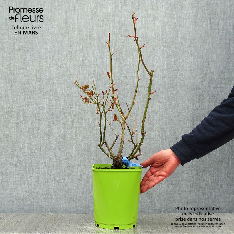 Exemplar von Rosa Generosa William Christie - Guillot Rose Topf mit 4L/5L wie im Winter geliefert