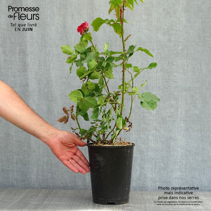 Exemplar von Rosa Jubilé du Prince de Monaco - Kletterrose Topf mit 4L/5L wie im Frühjahr geliefert