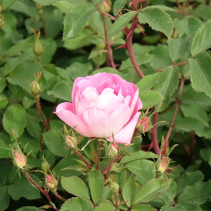 Rosa Meillandecor Pink Chantilly Meilevire - Zwerg-Parkrose (Blüte)