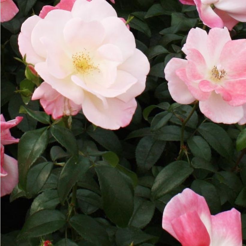 Rosa Nectar Garden Roseromantic - Beetrose (Laub)