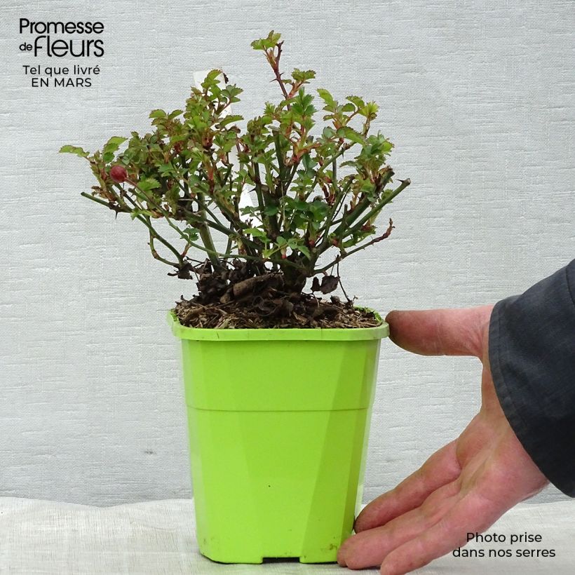 Exemplar von Rosa Nectar Garden Alexander von Humboldt - Polyantha-Rose Topf mit 1,5L/2L wie im Frühjahr geliefert