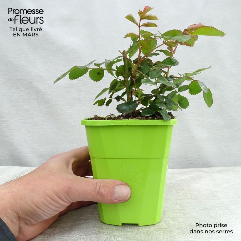 Exemplar von Rosa Nectar Garden Chabadabada - Polyantha-Rose Topf mit 3L/4L wie im Winter geliefert