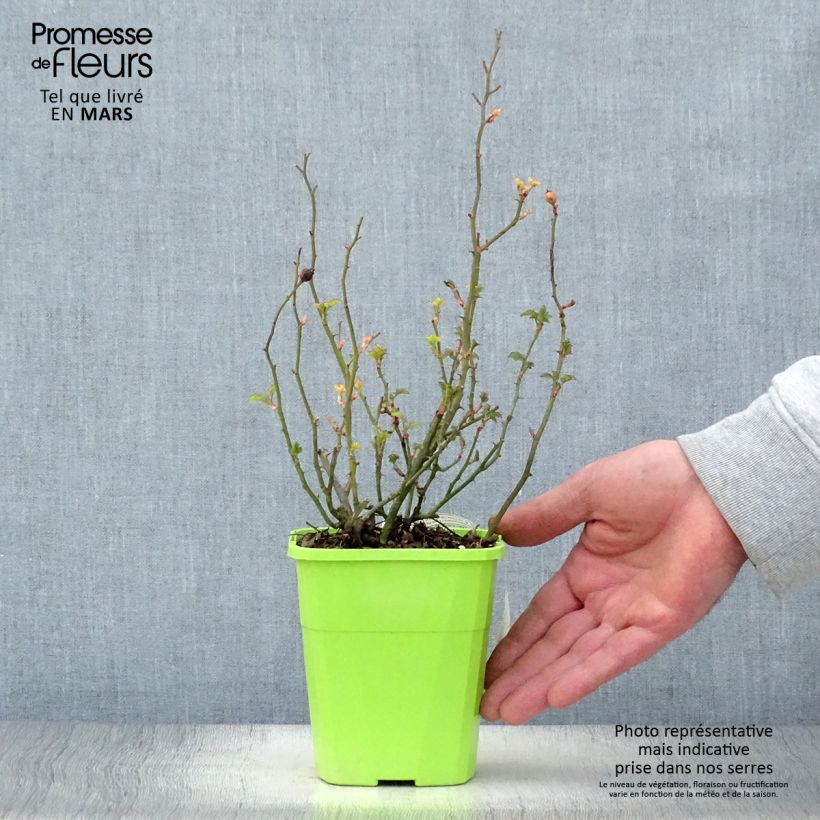 Exemplar von Rosa Nectar Garden Lilliput Lupo - Polyantha-Rose Topf mit 1,5L/2L wie im Frühjahr geliefert