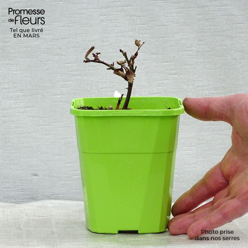 Exemplar von Rosa PARFUMA Grande Duchesse Louise - Edelrose Topf mit 4L/5L wie im Winter geliefert