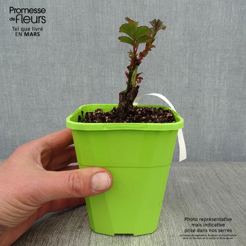 Exemplar von Rosa PATIO ROSE Cherry Girl - Beetrose Topf mit 1,5L/2L wie im Winter geliefert