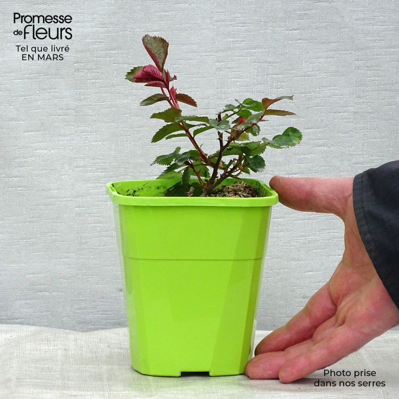 Exemplar von Rosa PATIO ROSE Impala - Beetrose Topf mit 1,5L/2L wie im Frühjahr geliefert