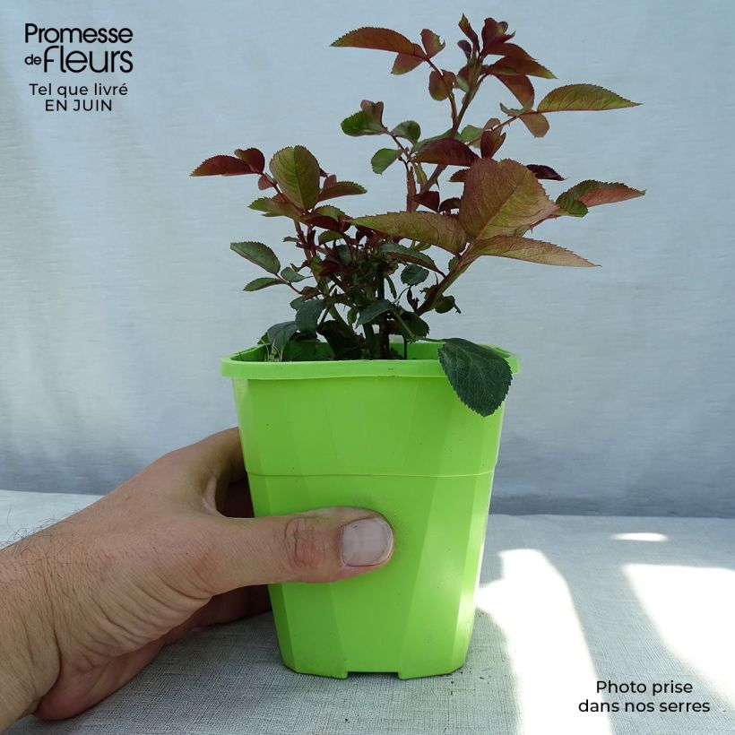 Exemplar von Rosa PATIO ROSE Milano - Beetrose Topf mit 1,5L/2L wie im Sommer geliefert