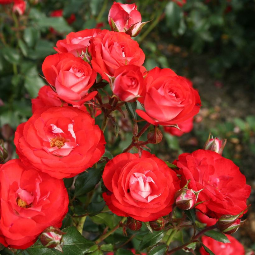 Rosa Rigo Rosen Princesse Disney - Rigo-Rose (Blüte)