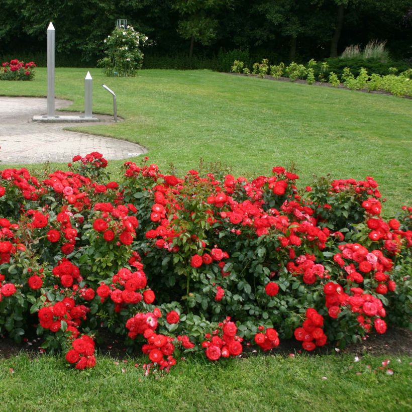 Rosa Rigo Rosen Princesse Disney - Rigo-Rose (Hafen)