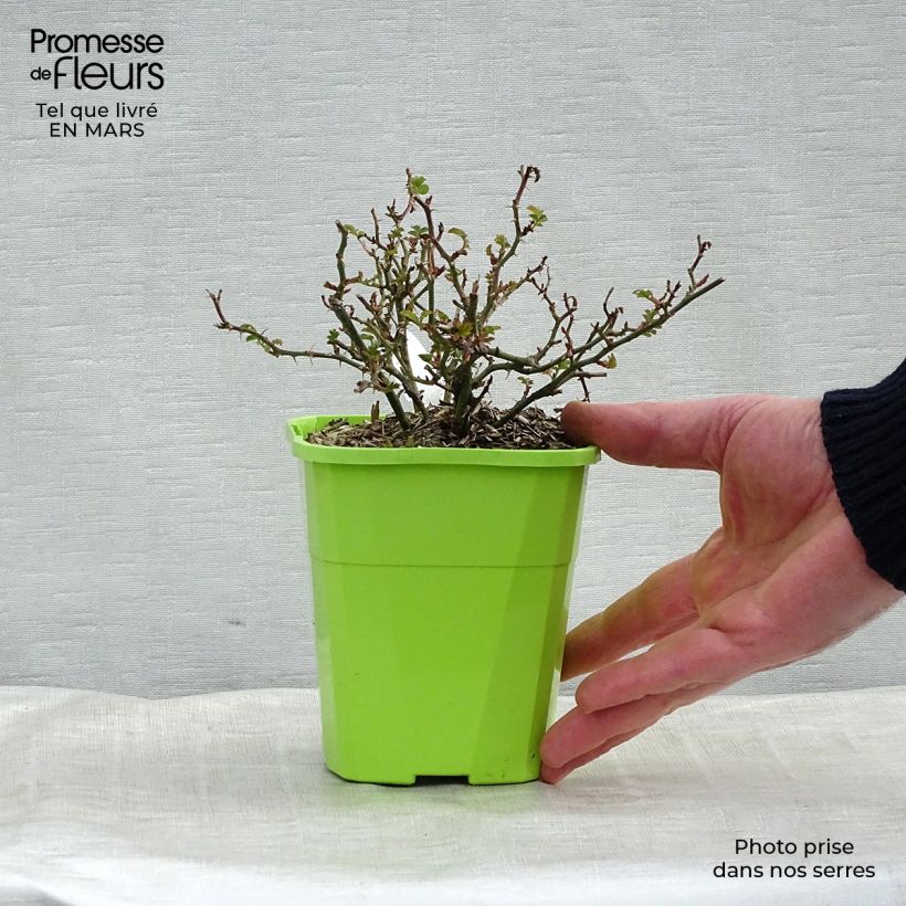 Exemplar von Rosa polyantha Rose du Soleil - Polyantha-Rose Topf mit 1,5L/2L wie im Frühjahr geliefert