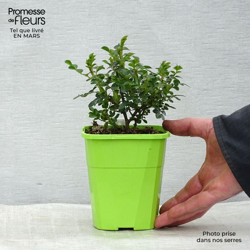 Exemplar von Rosa polyantha Sweet Knirps - Polyantha-Rose Topf mit 1,5L/2LGelieferte Höhe ca. 10-15cm wie im Frühjahr geliefert