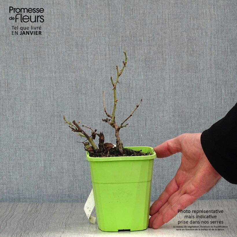 Exemplar von Rosa persica See You In Red - Persische Rose Topf mit 1,5L/2L wie im Winter geliefert
