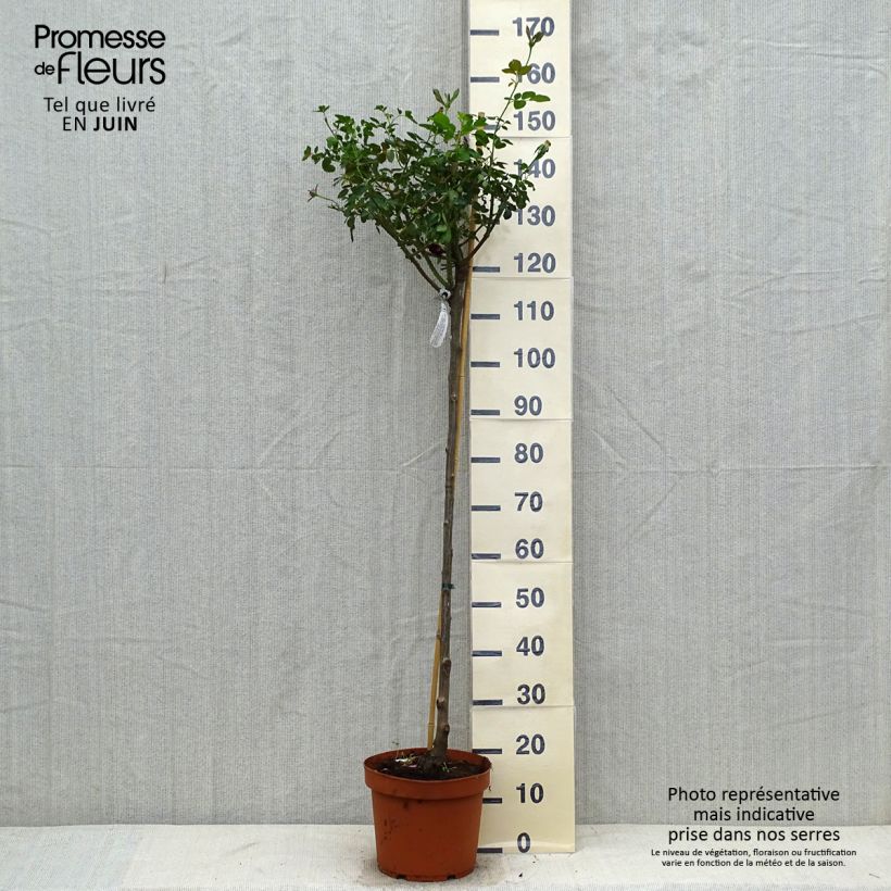 Exemplar von Stammrose David Austin Darcey Bussel Topf mit 7,5L/10L wie im Sommer geliefert