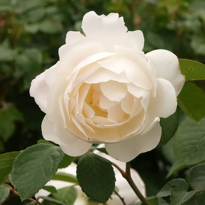 Stammrose David Austin Desdemona (Blüte)