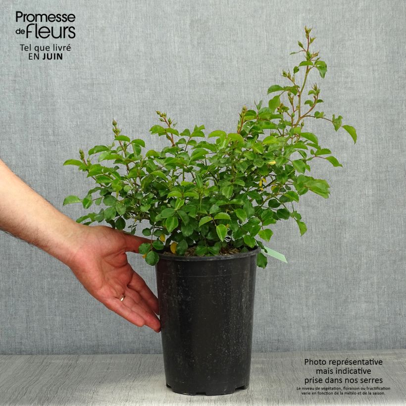 Exemplar von Rosa polyantha Gärtnerfreude (Toscana) - Polyantha-Rose Topf mit 3L/4L wie im Frühjahr geliefert