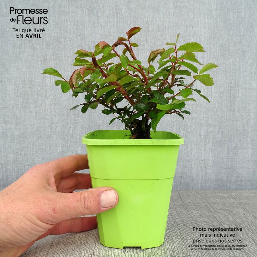 Exemplar von Rosa Urban Streetlight Larissa - Moderne Hybrid-Rose Topf mit 1,5L/2L wie im Frühjahr geliefert