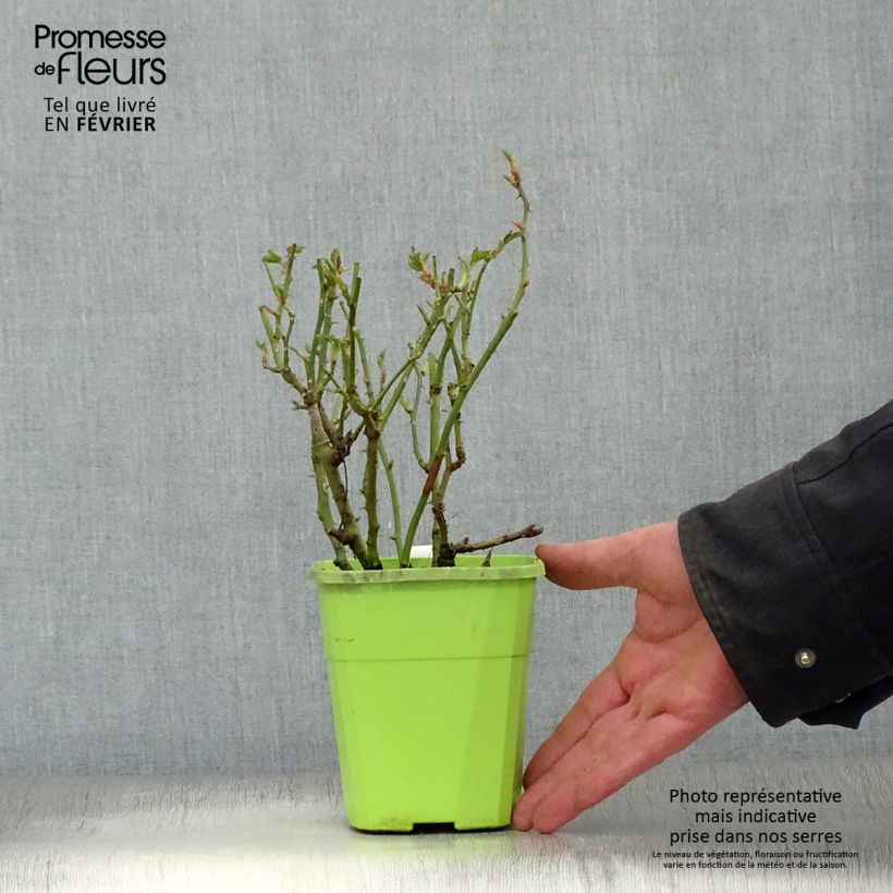 Exemplar von Rosa polyantha Urban Streetlight Marondo - Polyantha-Rose Topf mit 1,5L/2L wie im Winter geliefert