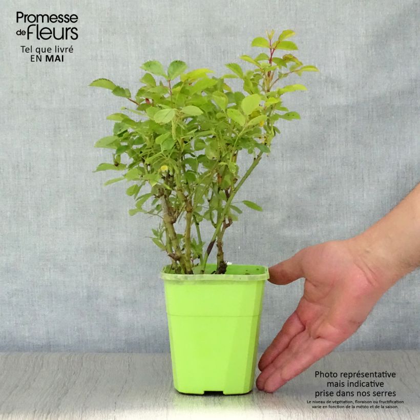 Exemplar von Rosa polyantha Urban Streetlight Marondo - Polyantha-Rose Topf mit 1,5L/2LGelieferte Höhe ca. 30cm wie im Frühjahr geliefert