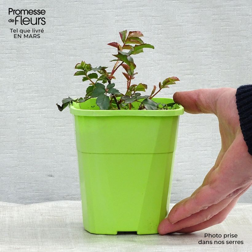 Exemplar von Rosa Urban Streetlight Phoenix - Beetrose Topf mit 1,5L/2L wie im Frühjahr geliefert