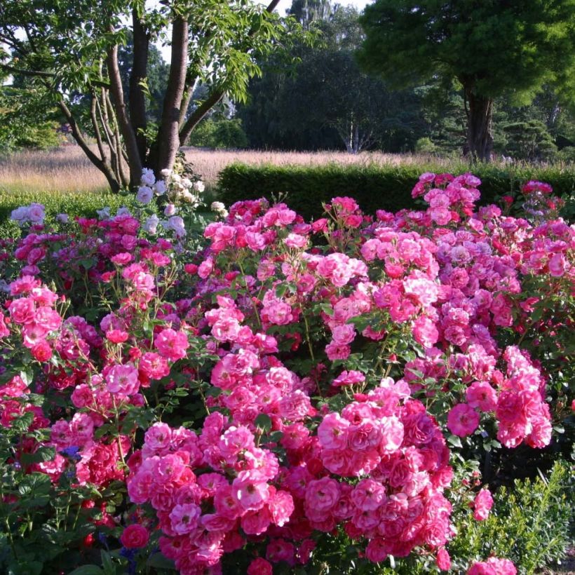 Rosa Urban Streetlight Rekord Pink Emely - Beetrose (Hafen)