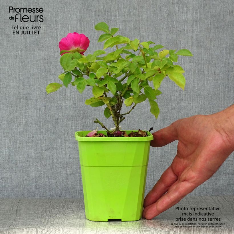 Exemplar von Rosa Urban Streetlight Rekord Pink Emely - Beetrose Topf mit 1,5L/2L wie im Sommer geliefert