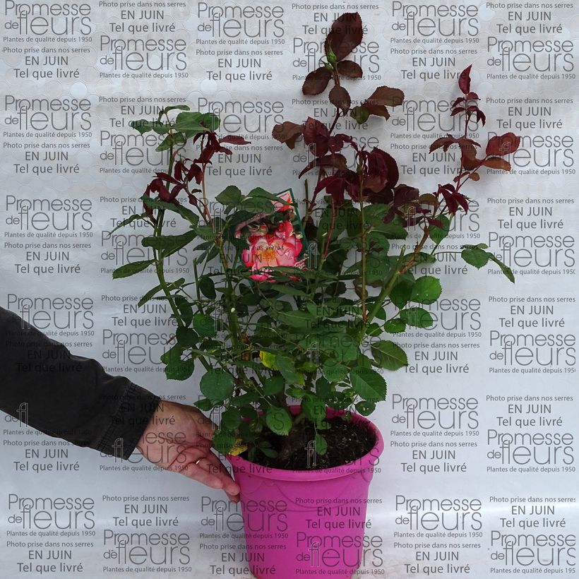 Beispiel eines Exemplars von Rosa Betty Boop - Beetrose Topf mit 4L/5L wie geliefert