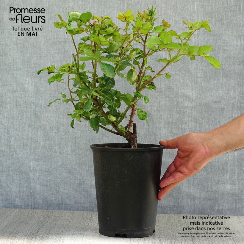 Exemplar von Rosa persica Eyes for You Blue Eyes - Beetrose Topf mit 4L/5L wie im Frühjahr geliefert