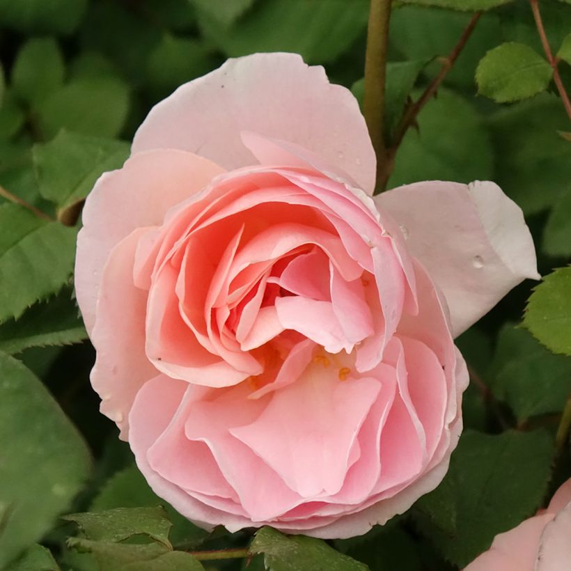 Rosa Caroline's Heart - Beetrose (Blüte)