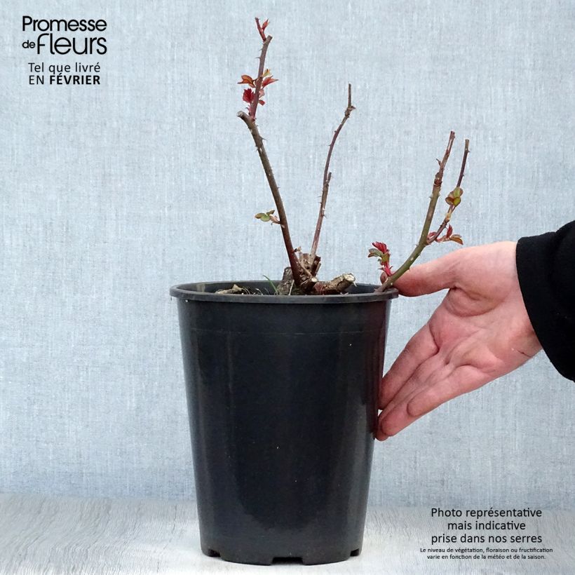 Exemplar von Rosa Fragrant Delight - Beetrose Topf mit 2L/3L wie im Winter geliefert