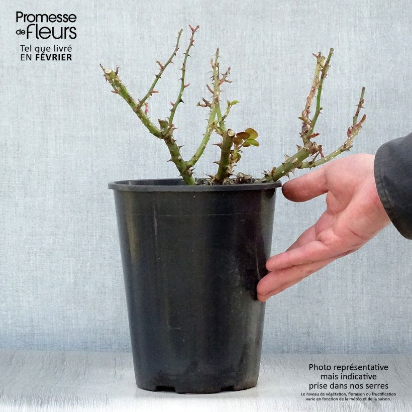Exemplar von Rosa François Mauriac - Beetrose Topf mit 4L/5L wie im Winter geliefert