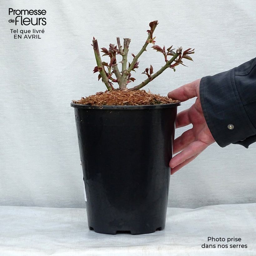 Exemplar von Rosa Garden of Roses - Beetrose Topf mit 4L/5L wie im Frühjahr geliefert