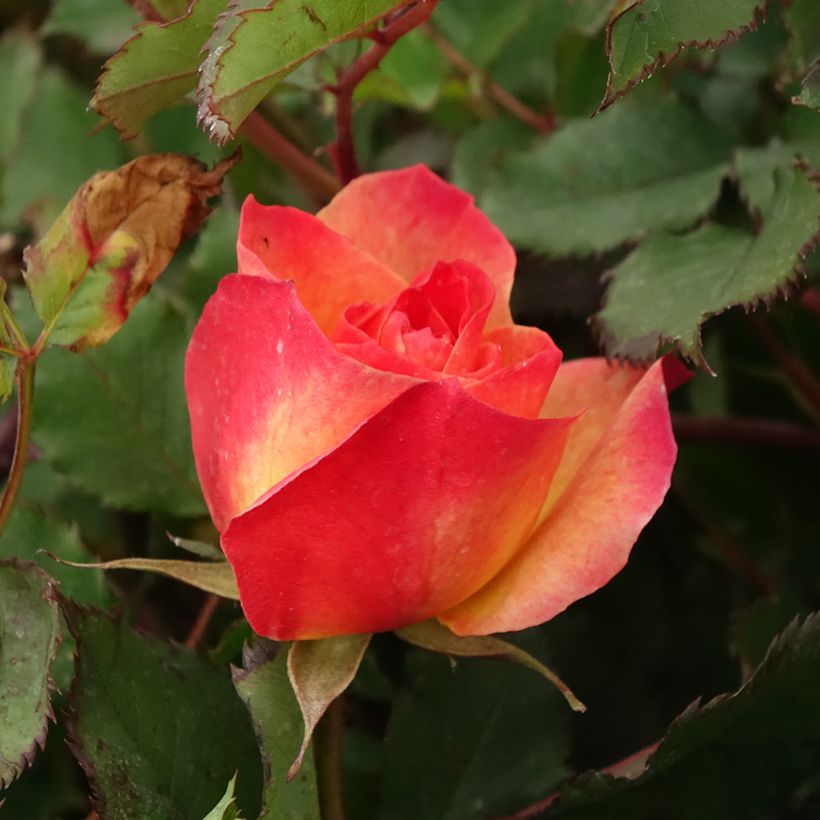Rosa Hedge Charmers - Beetrose (Blüte)