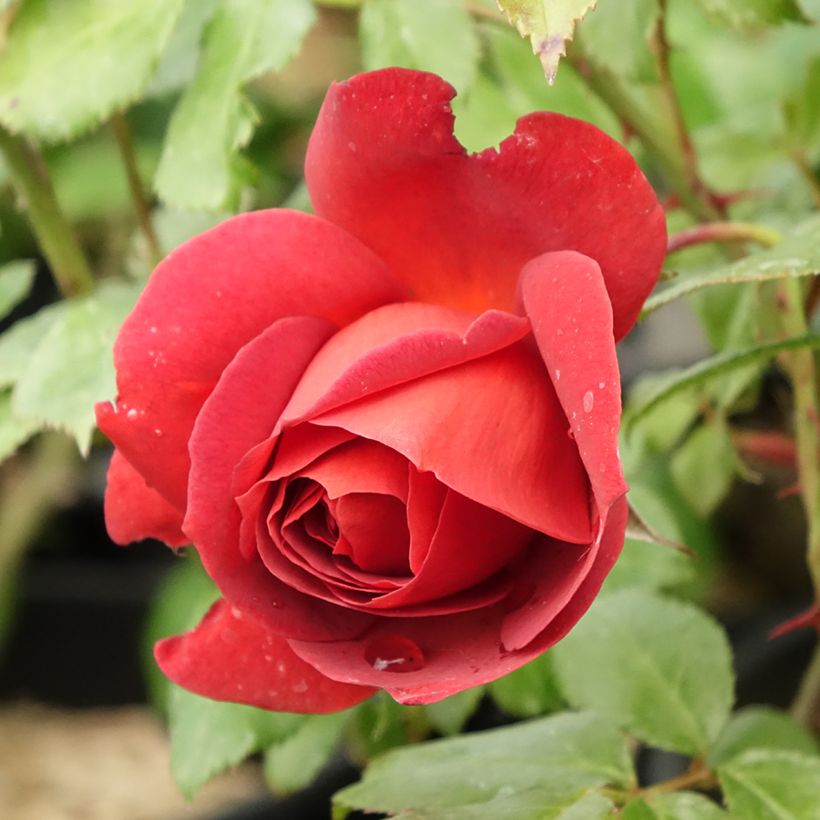 Rosa Hot Cocoa - Beetrose (Blüte)