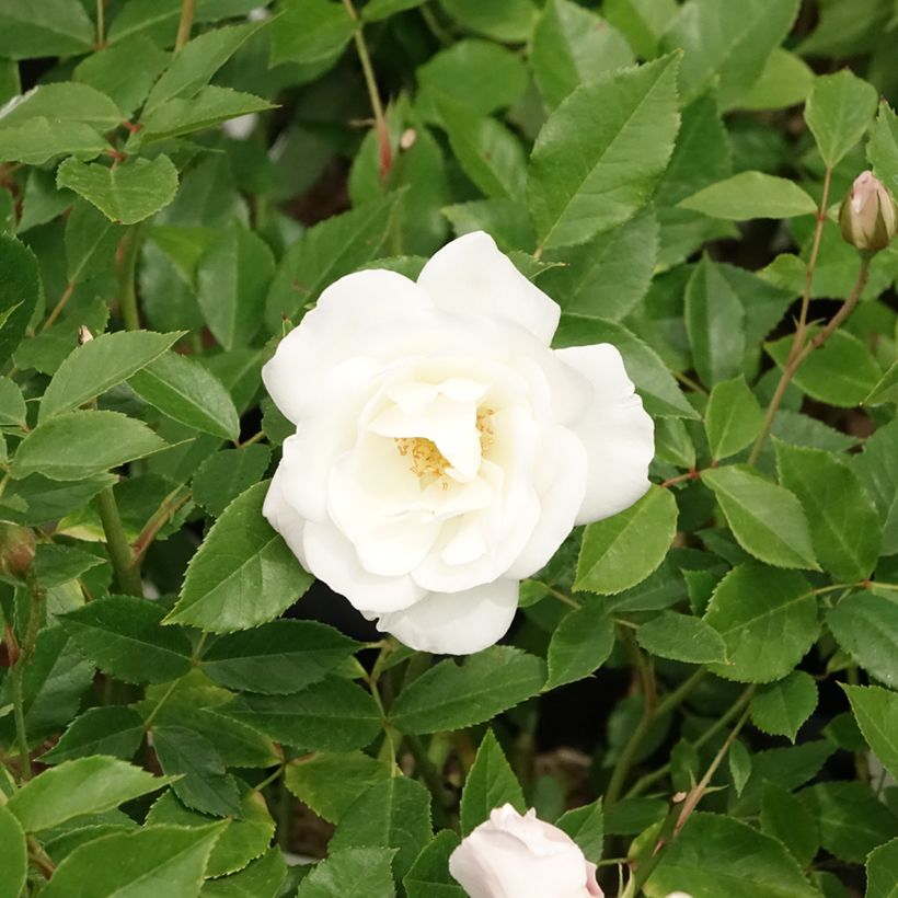 Rosa Iceberg Fée des neiges - Beetrose (Blüte)