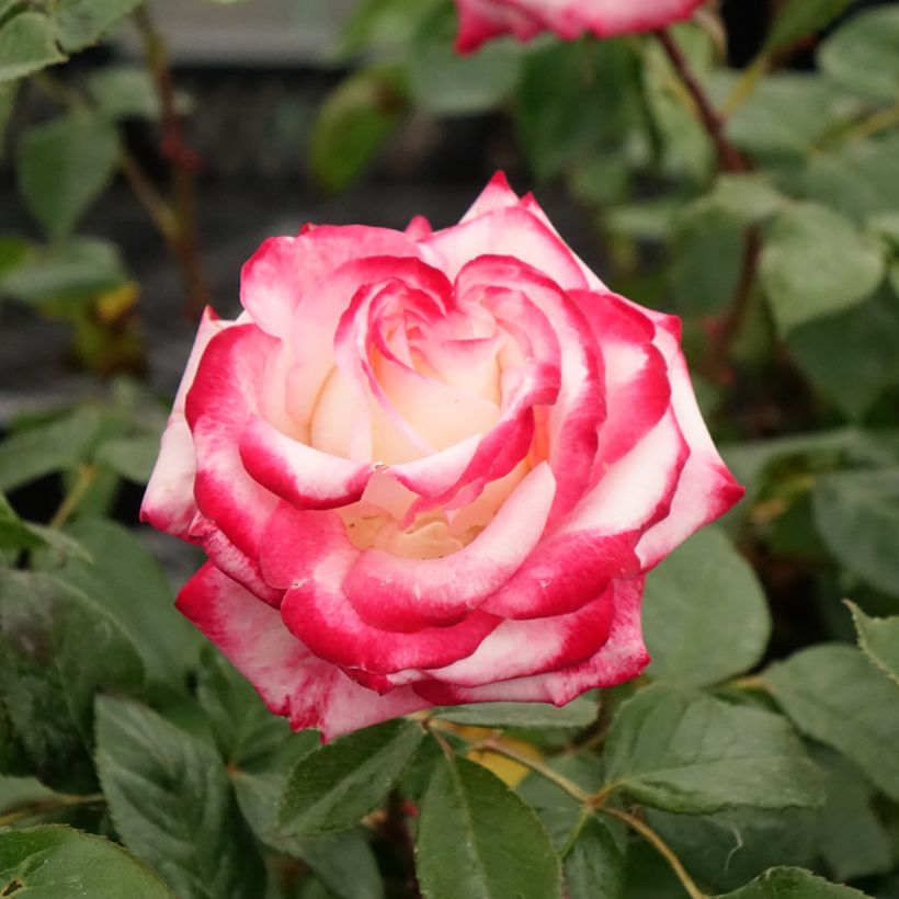 Rosa Laminuette - Beetrose (Blüte)