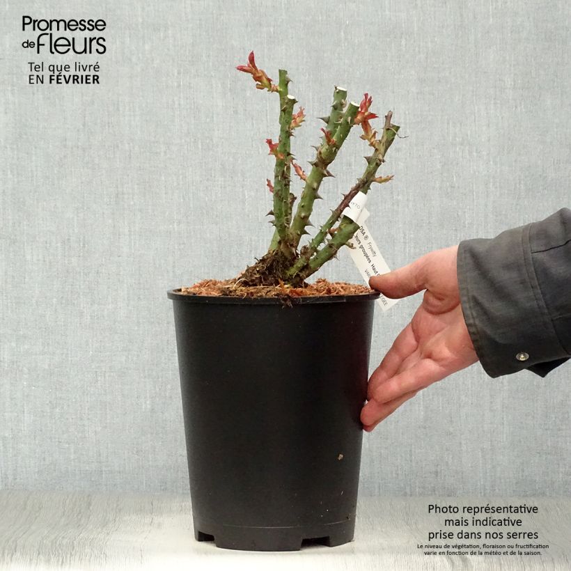 Exemplar von Rosa Mokarosa - Edelrose Topf mit 4L/5L wie im Winter geliefert
