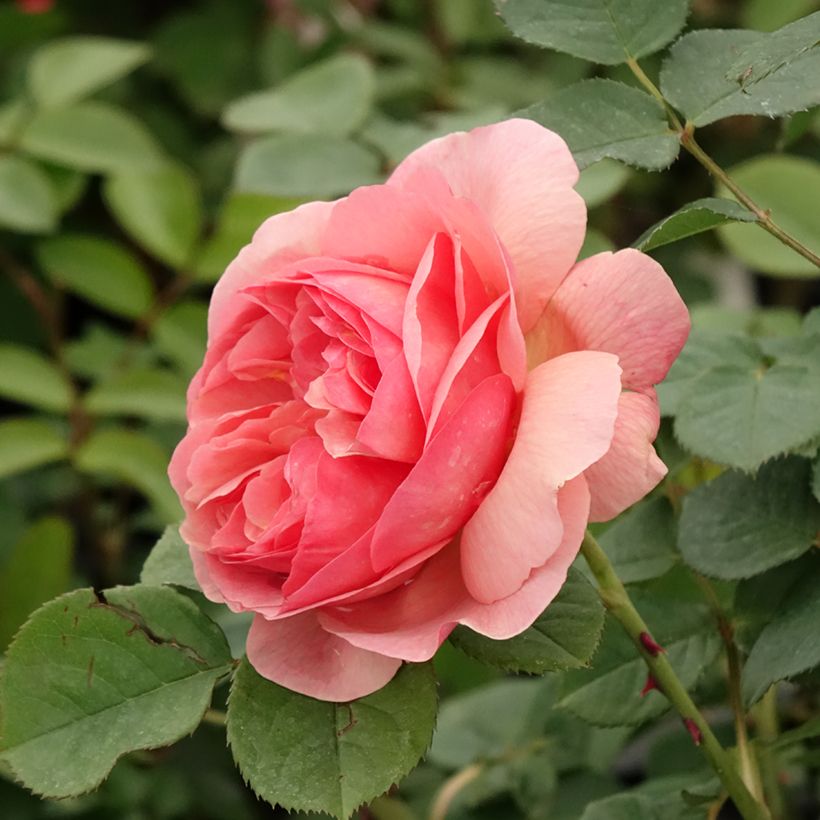 Rosa Park Abbey Rose - Beetrose (Blüte)