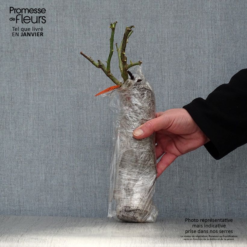 Exemplar von Rosa persica Peace and Love - Beetrose Wurzelnackt in Beutel wie im Winter geliefert