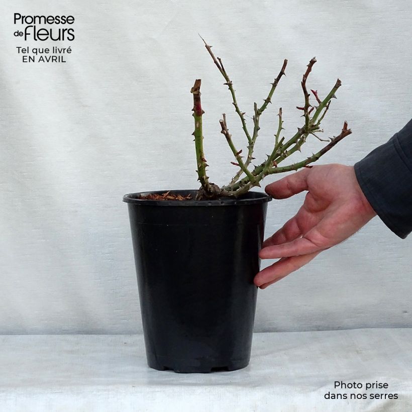 Exemplar von Rosa persica Alissar Princess of Phoenicia - Persische Rose Topf mit 4L/5L wie im Frühjahr geliefert